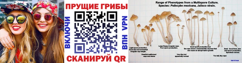Галлюциногенные грибы Magic Shrooms  нарко площадка Telegram  Саров  цены наркотик 